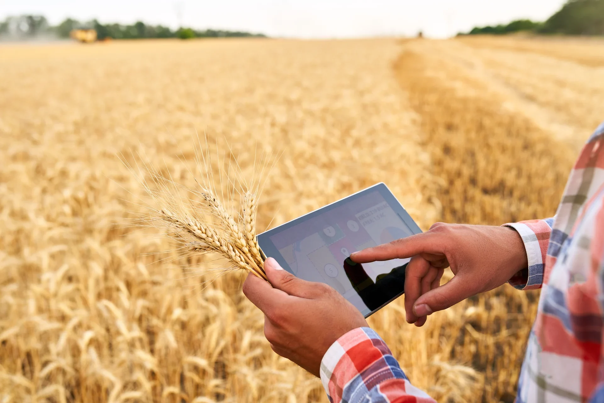 Farmer using tablet in golden wheat field