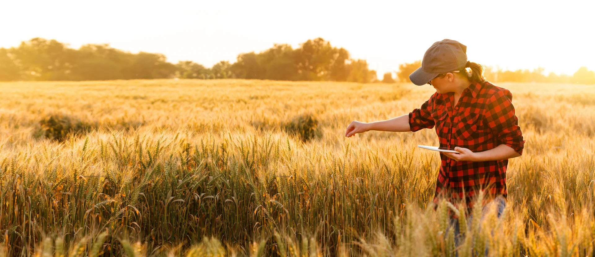 Farmer inspecting wheat field at sunset with tablet