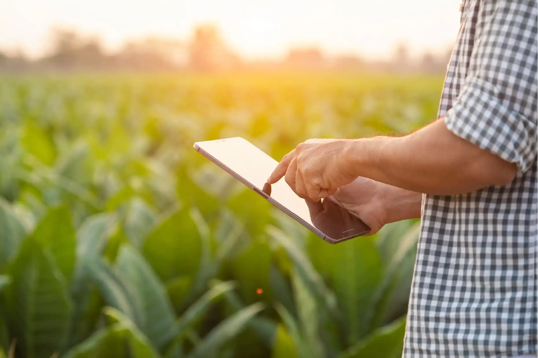 Farmer using tablet in green field at sunset